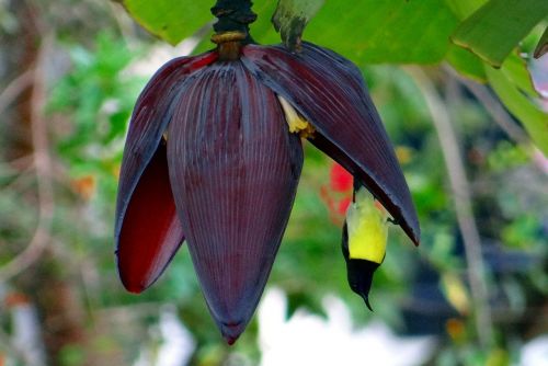 banana flower sunbird purple-rumped sunbird