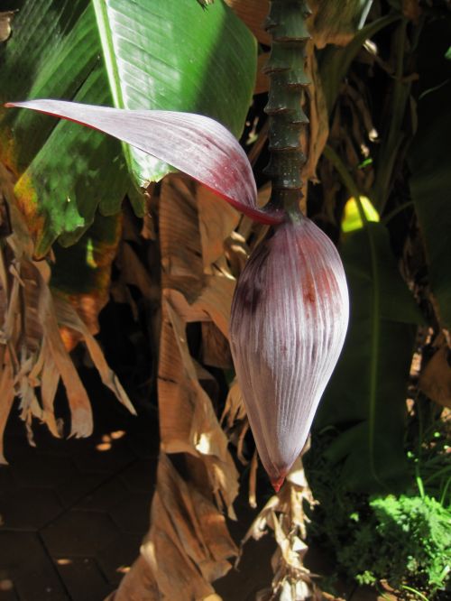 Banana Flower