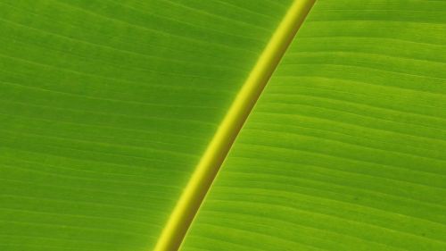 banana leaf leaves mesopodium