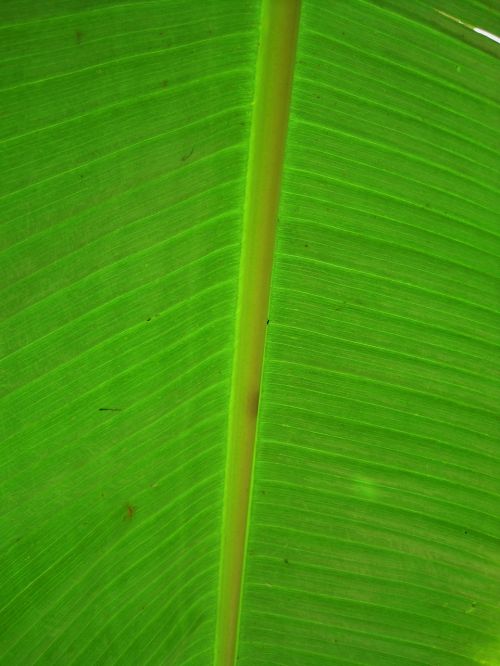 banana leaf leaf banana