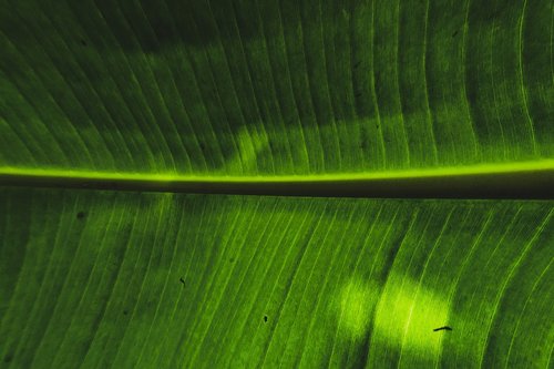 banana leaf  leaf  green