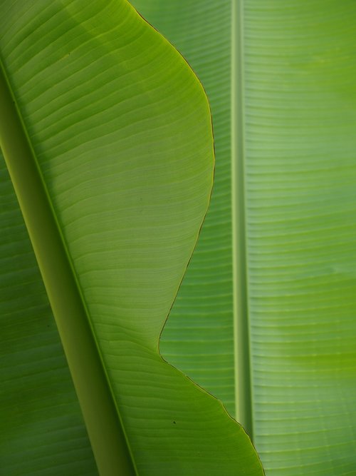 banana leaf  green  leaf