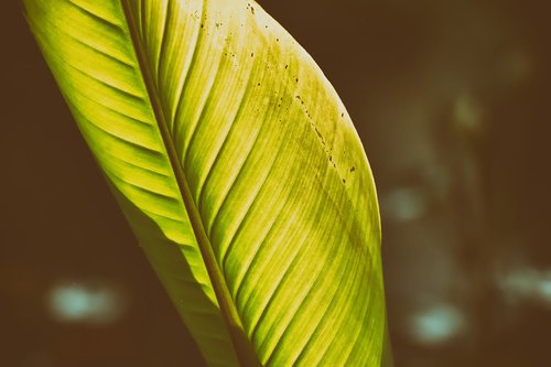 banana leaf  plant  green