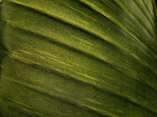 banana leaf leaf texture