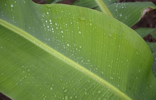 banana leaf banana tree wet sheet