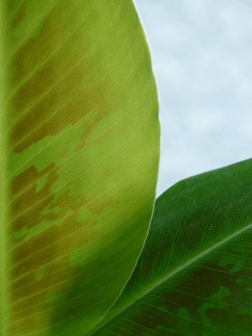 banana leaf leaf green
