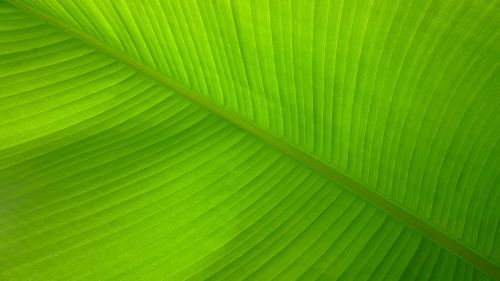 banana leaf lines fibers