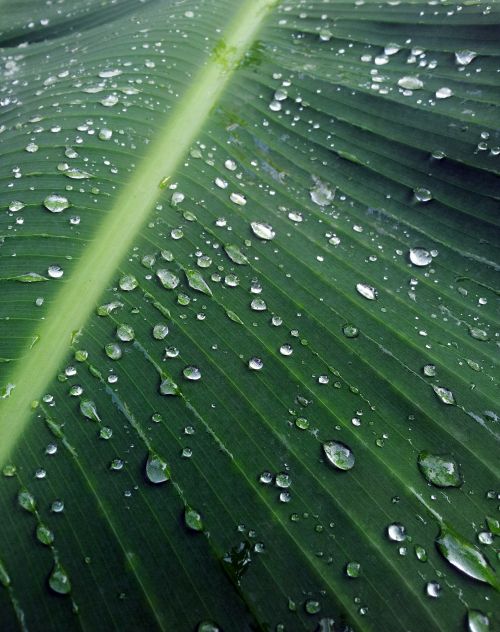 Banana Leaf After Rain