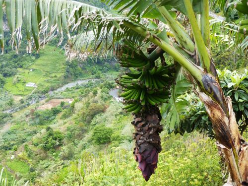 banana palm blossom bloom