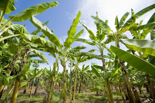 banana plantation africa agriculture