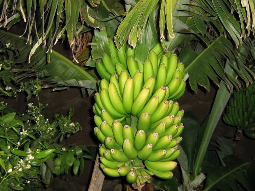 banana shrub fruit bananas