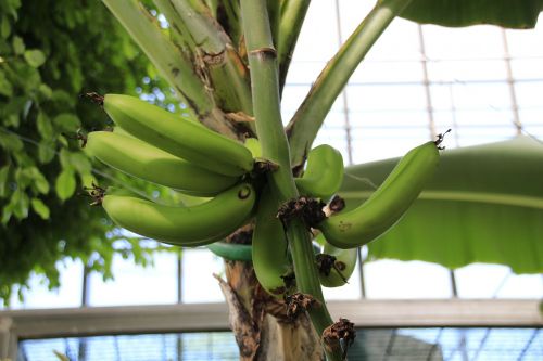 banana shrub bananas banana plant