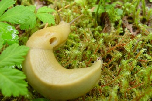 banana slug wilderness nature