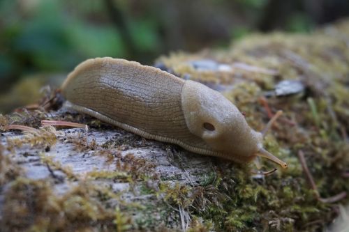 banana slug wilderness nature