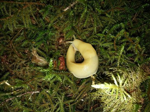 banana slug slug rainforest