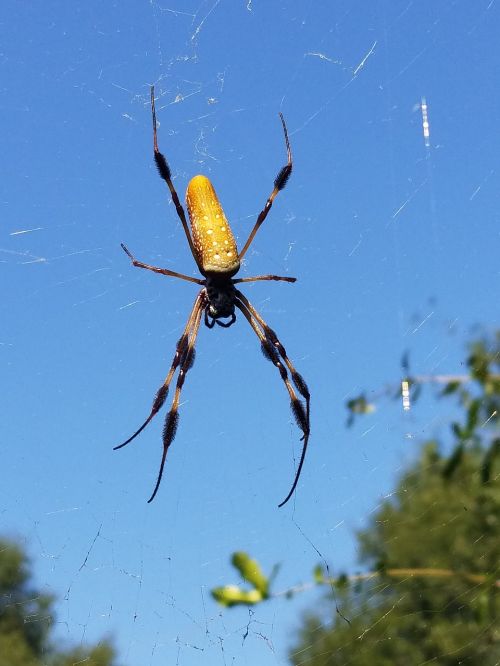 banana spider spider web