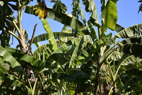 banana tree nature green