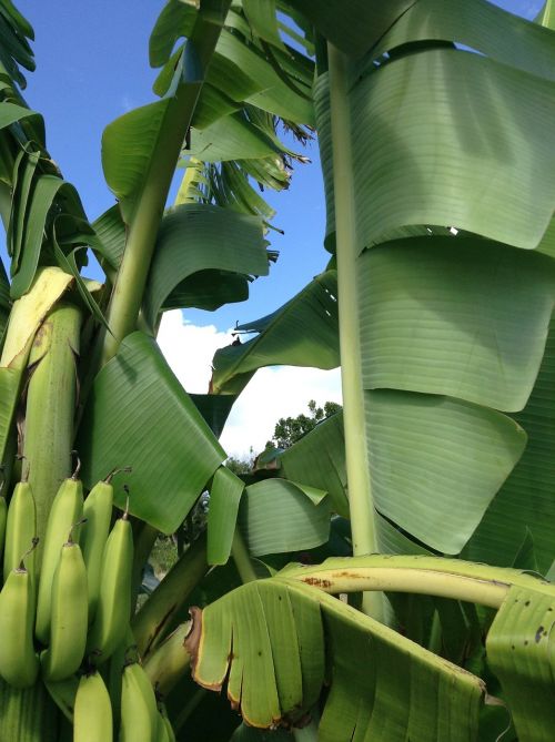 banana tree bananas fruit