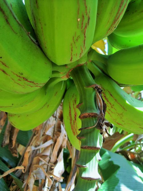 banana tree tree banana