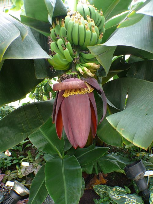 banana tree bananas shrub
