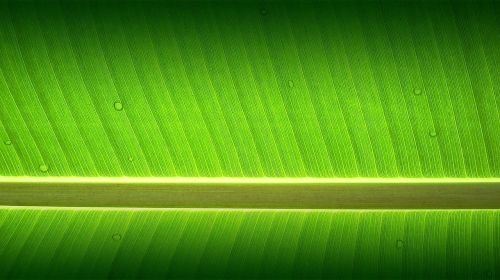 banana tree garden wallpaper