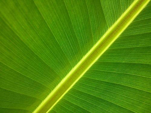 banana tree garden leaf