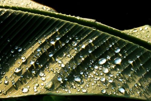 banana tree garden leaf