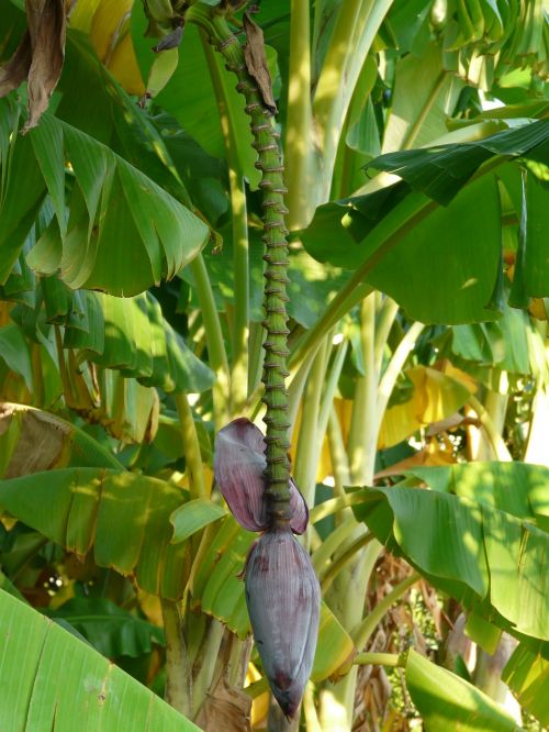 banana tree banana banana shrub