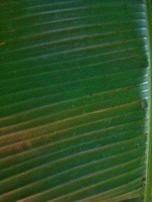 Banana Tree Leaf