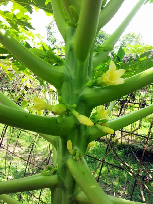 Banana Tree Stem And Flower