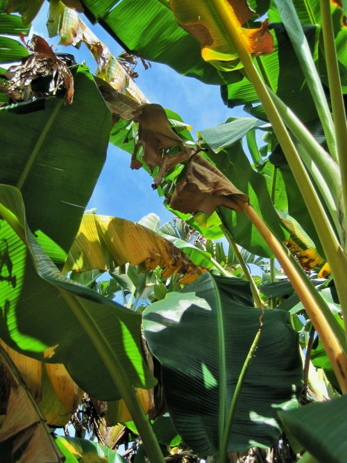 Banana Tree With Green &amp; Brown Leaf