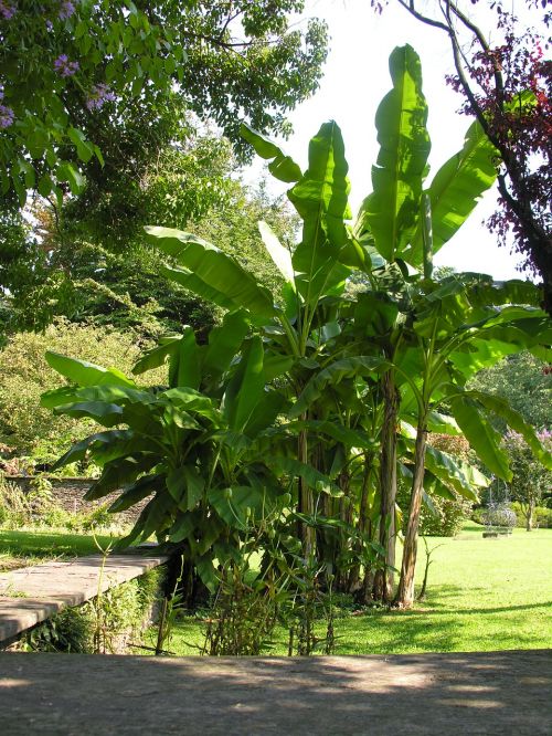 banana trees villa taranto lago maggiore
