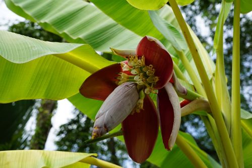 bananas tree blossom