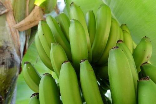 bananas musa nature