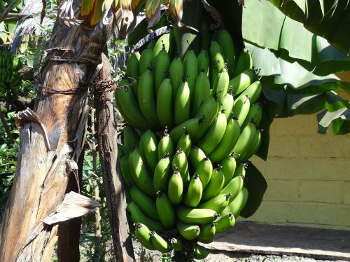 bananas fruit bunch