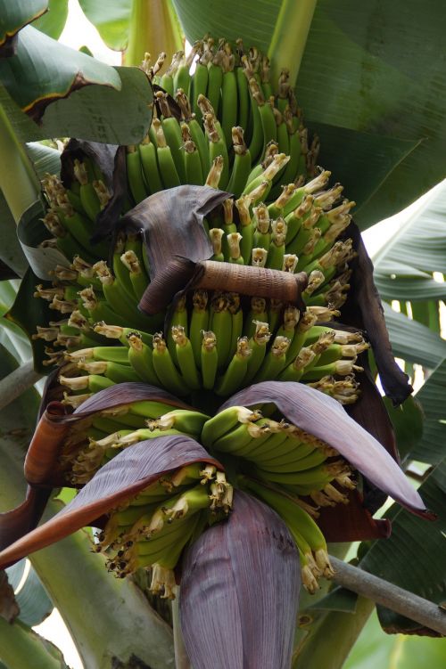 bananas banana shrub banana plantation
