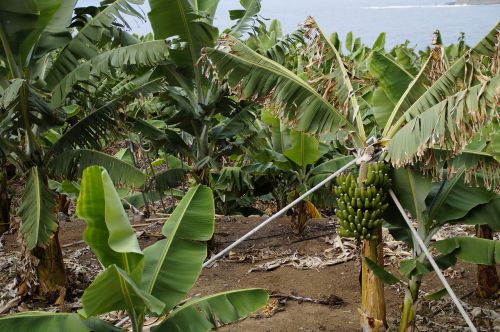 bananas banana plantation support