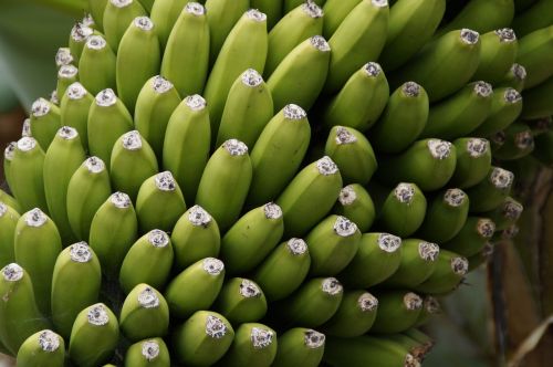 bananas banana shrub close