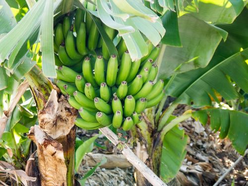 bananas green immature