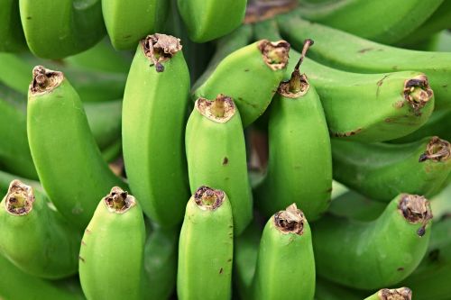 bananas banana shrub tropical fruits