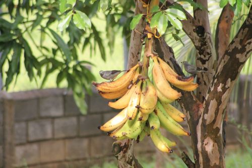 bananas birds nature