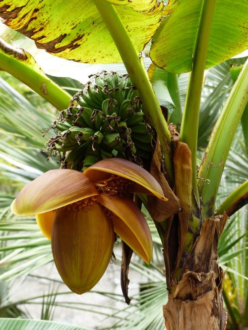 bananas banana shrub plant