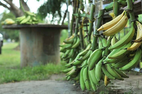 bananas  guieno  tubers