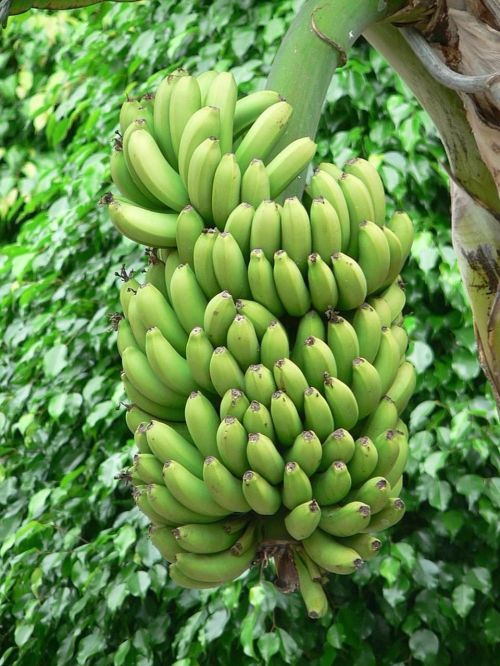 bananas green tree