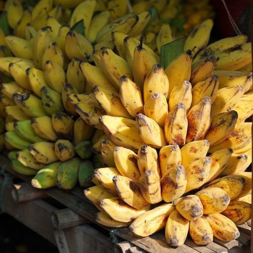 bananas banana shrub fruits