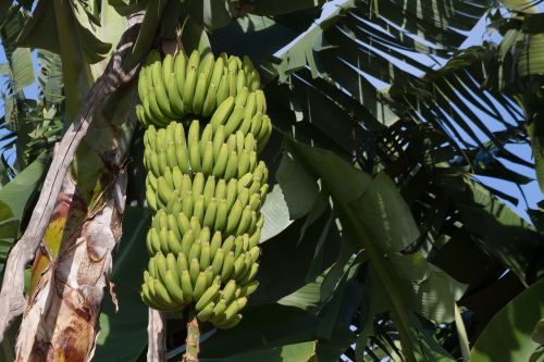 bananas musa genus