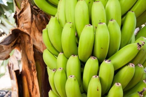bananas musa genus
