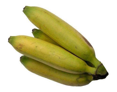 bananas fruit banana shrub