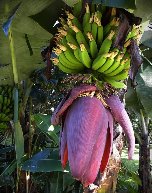 bananas blossom bloom