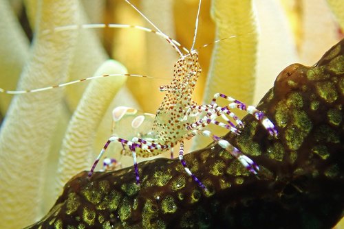 banded  coral  cleaner